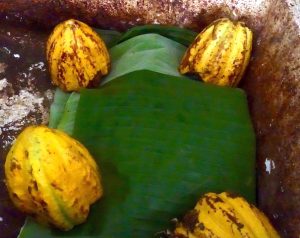 Sous feuille de banane fermentation cacao