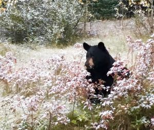Black bear Rocheuses canadiennes