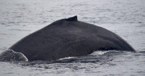 Dos baleine