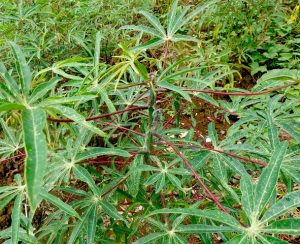 Arbuste manioc