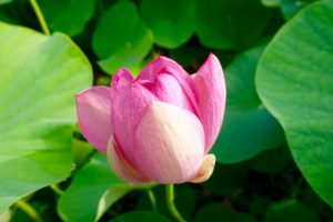 Lotus Himeji