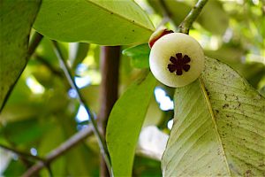 Fruit rare des Antilles Mangoustan