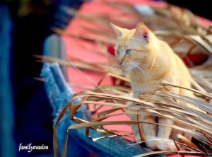 Chat article animaux