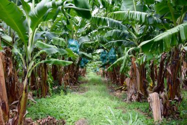 Plantation bananes