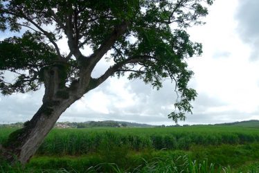 Plaine Riviere-Salee