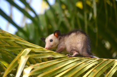 Photo et rando - Manicou