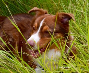 Education canine - médiation animale - berger australien
