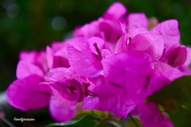 Bougainvillier - confinement