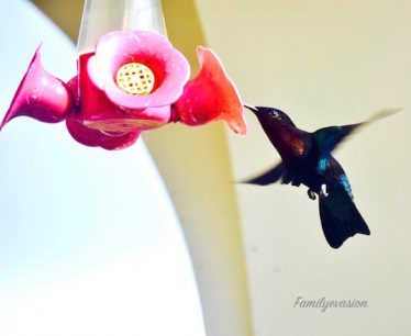 Attention - colibri
