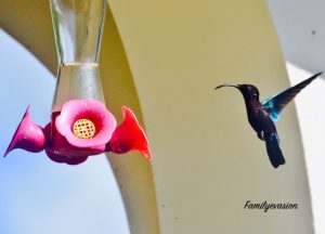 Vol de colibri