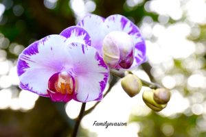Orchidee violette