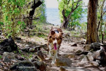 Promenade - randocanine - familyevasion