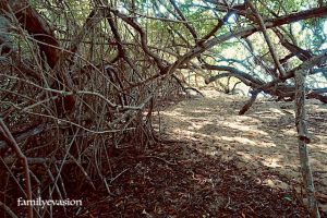 Mangrove - Pointe rouge