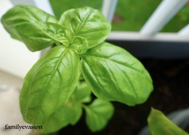 Basilic feuilles