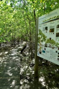 Chemin mangrove - Cap Salomon