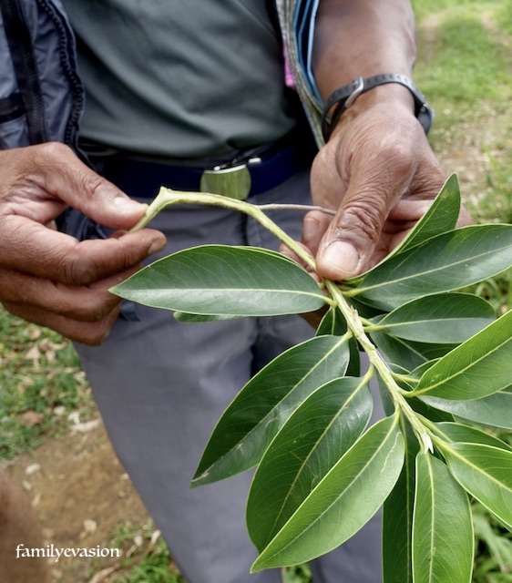 Toboggan du Carbet… depuis Morne Vert ! Family Evasion