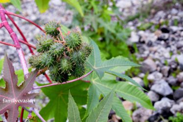 Ricin - balade florale