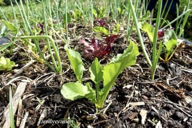 agriculture biologique