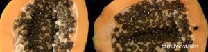 Graines de papaye