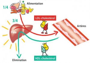Sciences et vie cholesterol