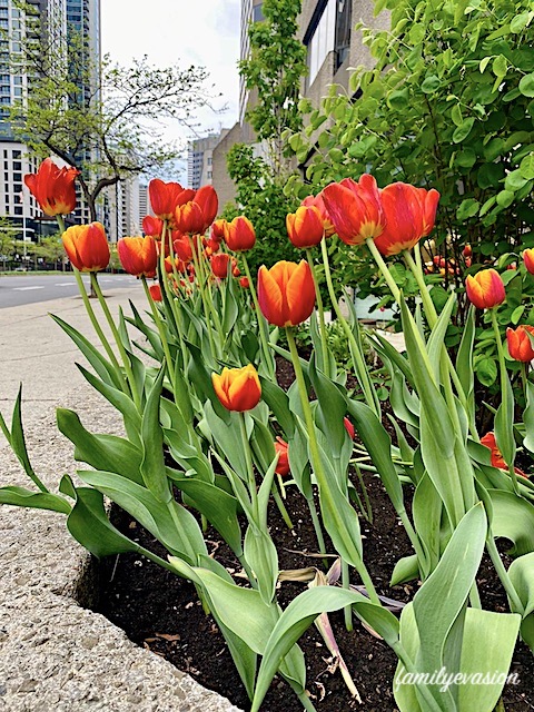 tulipes printemps - flaner à Montreal