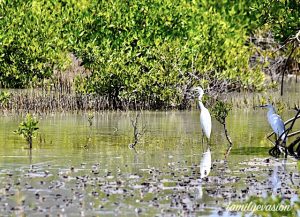 Mangrove - Etang des Salines