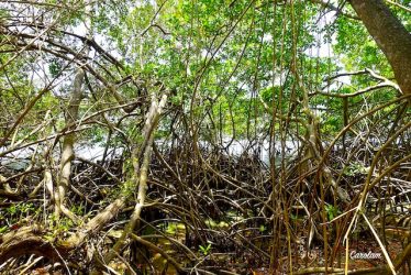 Scarification de la mangrove