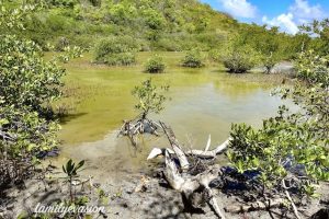 Mangrove - Anse Caritan aux Salines
