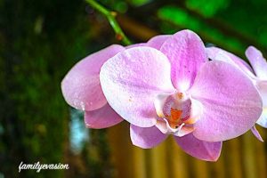 Orchidee Seneque