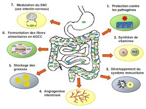 Microbiote role