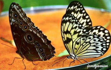 Papillons - Espace pour la vie