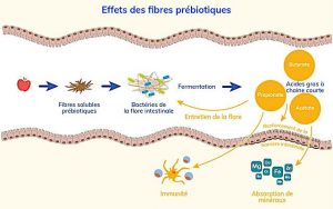 fibres-solubles-prebiotiques