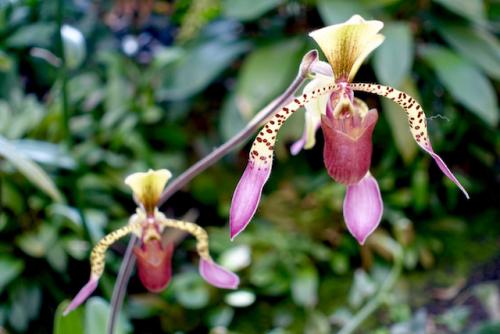 Orchidee18